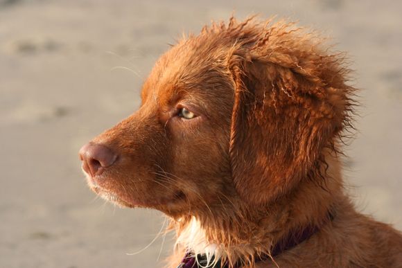 Pepe at the Beach
