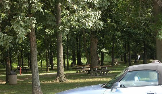 050718 Illinois rest stop, trees 950AM.JPG