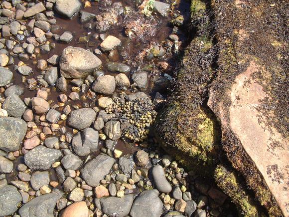 Arran III 042.jpg