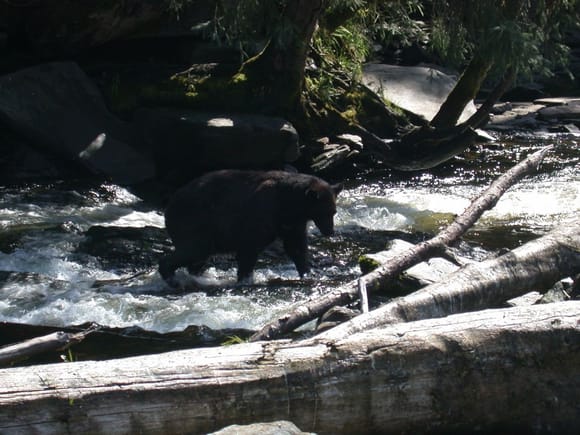 Bear catching salmon.jpg