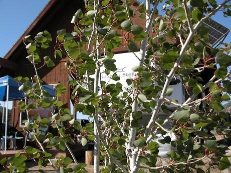 050812 Aspens_trailer.JPG