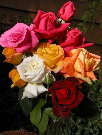 051106 roses 4275.JPG