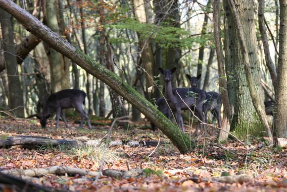 Ashridge 009.jpg