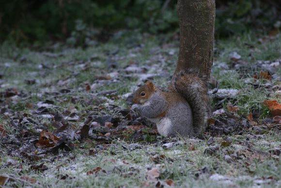 Ashridge 018.jpg