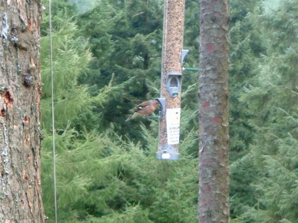 DSCF0052 (Medium).JPG
