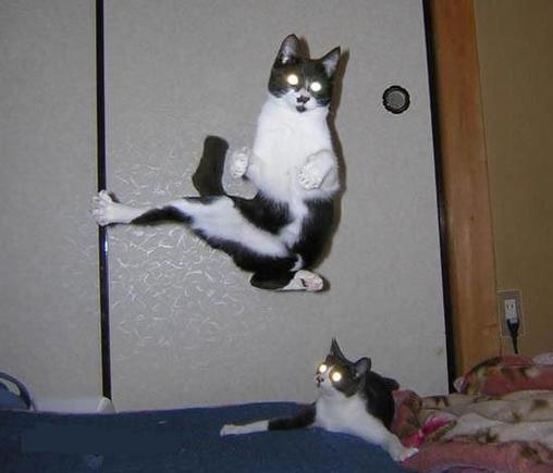ninja_cat_14.jpg