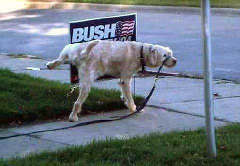dogs_can_read.jpg