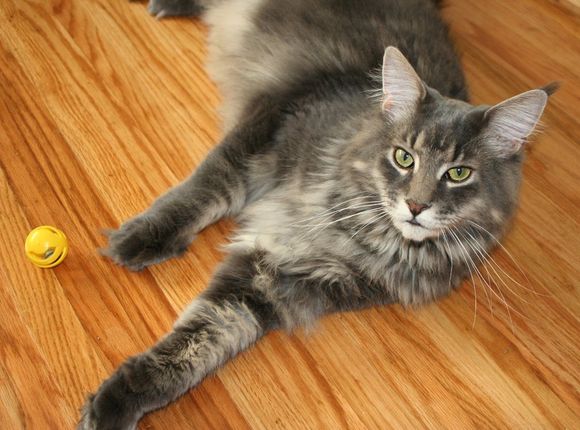 Ganzo8.5.06_paws.jpg
