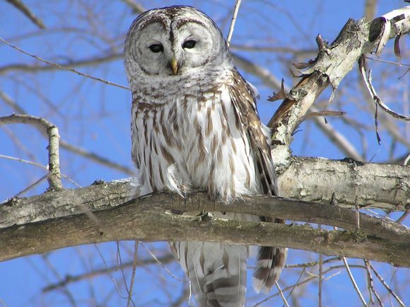 Owl6.jpg