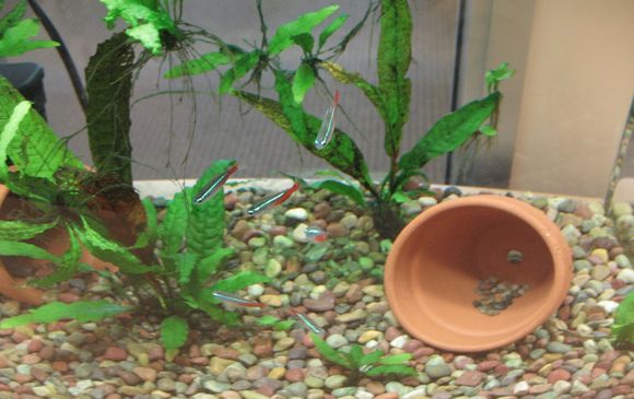 Fish.jpg