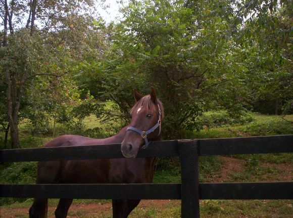 Brown horse at Conyers House