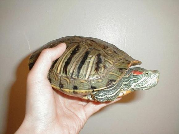 turtle1.jpg