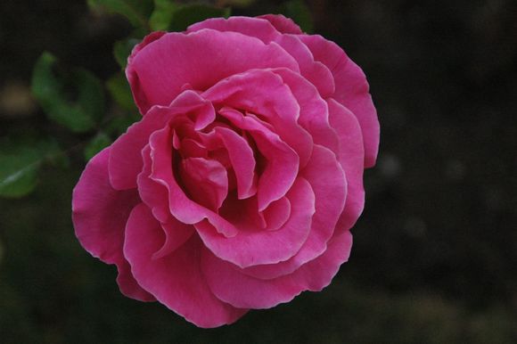 DSC_1073.JPG