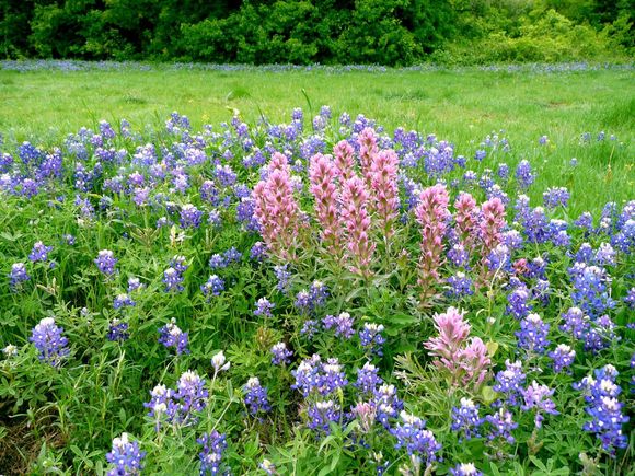 Bluebonnets 2007-3