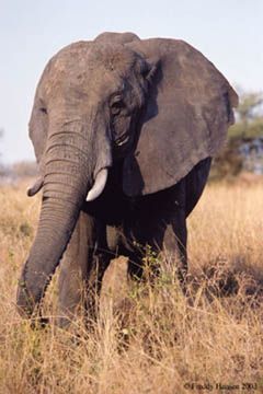 Elephant 1.jpg