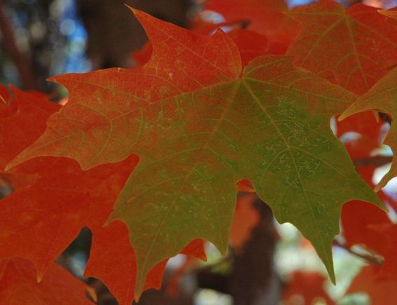 DSC_6061 071021 One leaf.JPG
