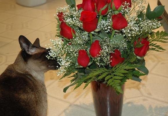 DSC_7691 080213 Zoro_Roses.JPG