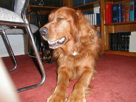 Dogs3-200001.JPG
