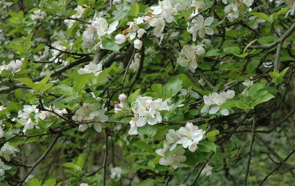 DSC_8770 080501 dogwood.JPG