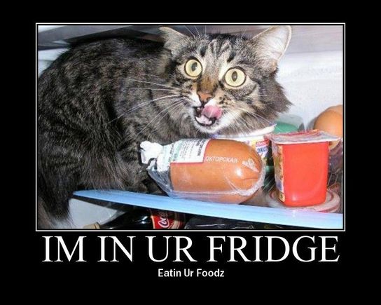 catfridge.jpg