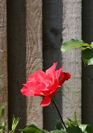 IMG_4232.JPG