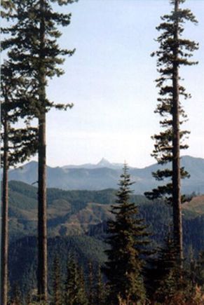WILLAMETTE NATL FOREST 1.jpg