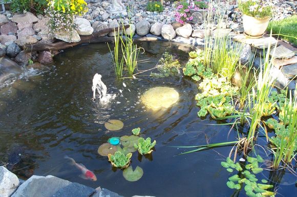 Yard Pond 2008 015.jpg