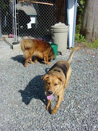 Dogs2.JPG
