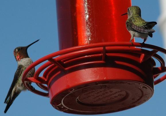 DSC_0535 080907 Two humm sit.JPG