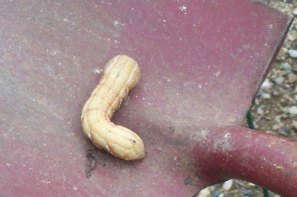 Yard 2008 foreign slug 001.jpg