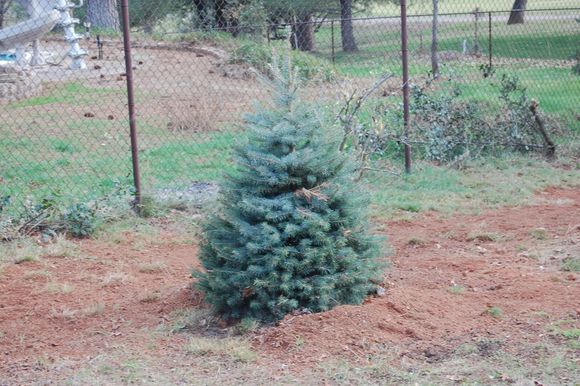 Mom's Blue Spruce!
