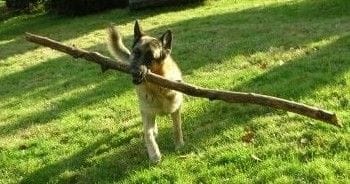 big stick