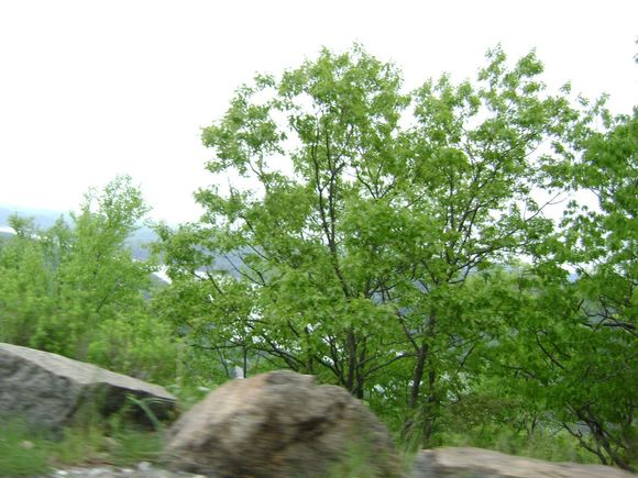 DSC01420.JPG