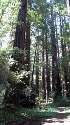 06 redwoods.jpg