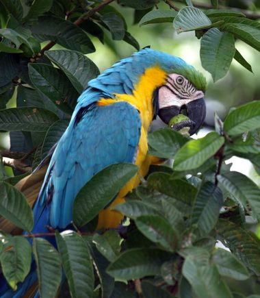 Costa Rica 2009 134.jpg