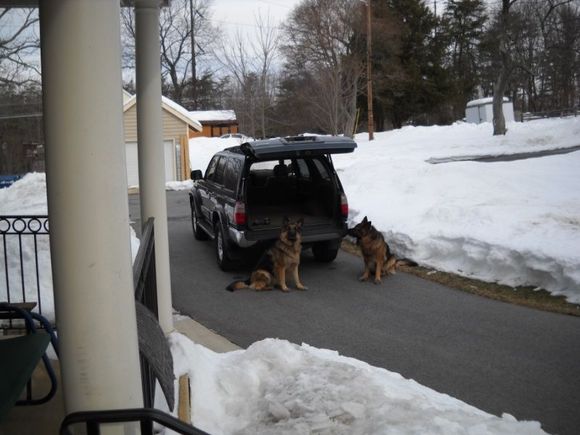 dog torture.JPG