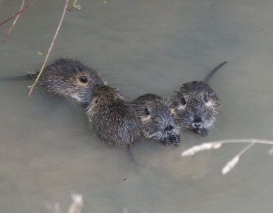 Rat musque, ondatra.jpg