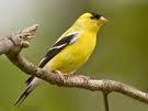 Male goldfinch.jpg