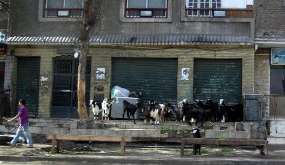 515 Street scene.JPG
