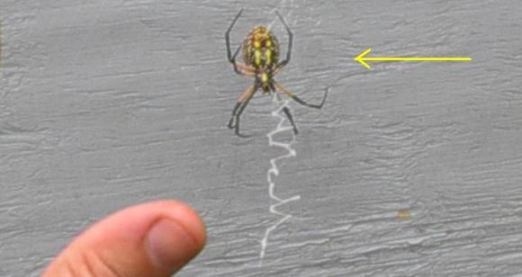 Phobia 9c.jpg