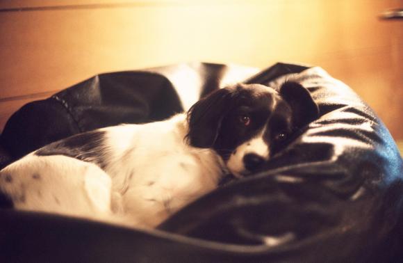 Samantha Bean Bag Kerns.JPG