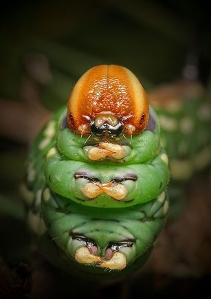 caterpillar