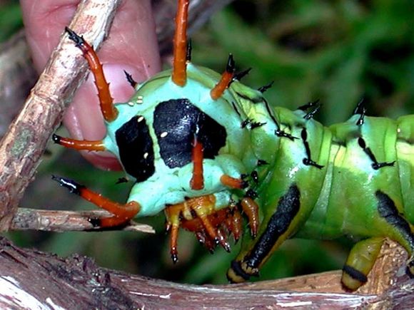 cthulupillar