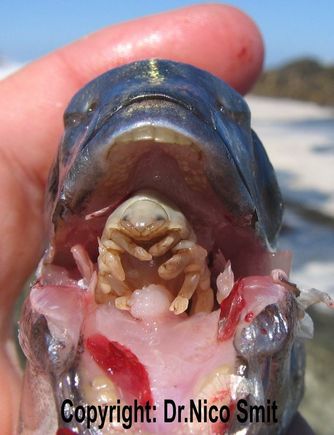 fishparasite