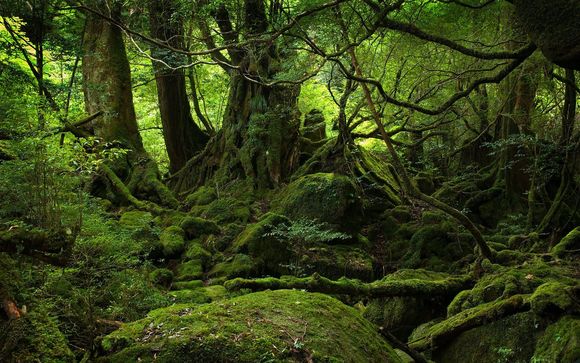mossy