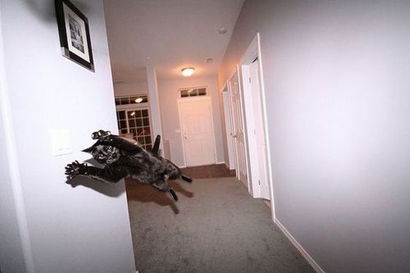 supercat