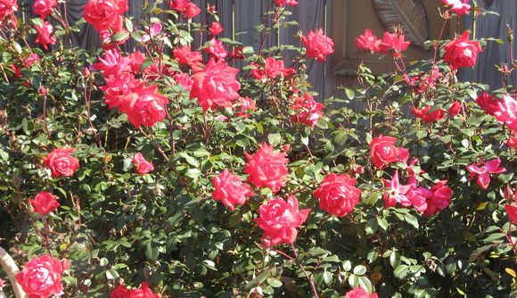 roses2