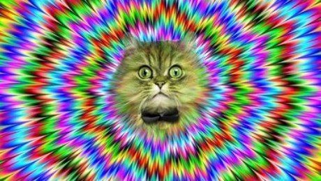 psychedelic purr purr