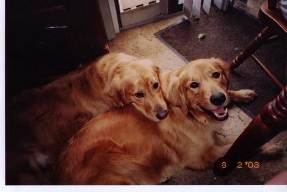 dogs 001.jpg