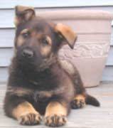 germanshep_vonhena5.jpg